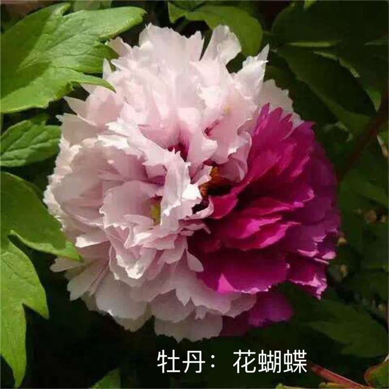 花蝴蝶牡丹鮮切花，雙色牡丹