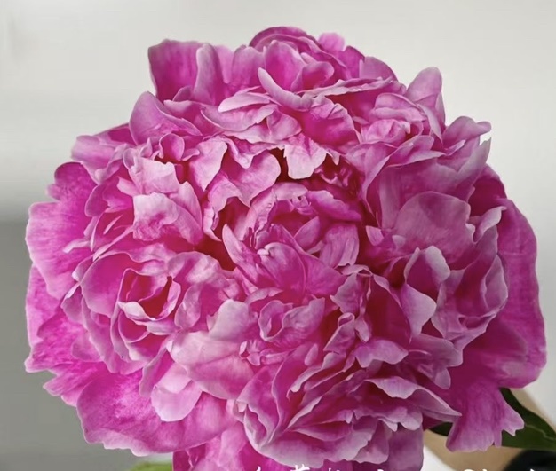 紅沙拉芍藥鮮切花 荷蘭進(jìn)口芍藥