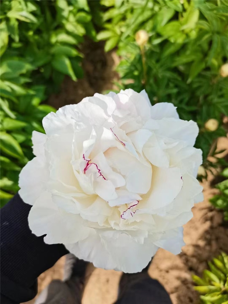 亨利薩斯進口芍藥鮮切花